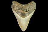 Fossil Megalodon Tooth - North Carolina #109874-1
